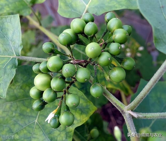 茄子完整种植过程，7个主要步骤，70天就能收获