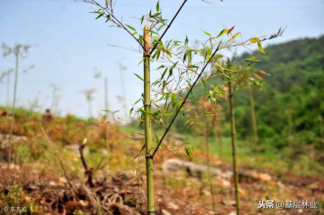 农村常用的竹子栽植方法，竹子这样种，成活有保障