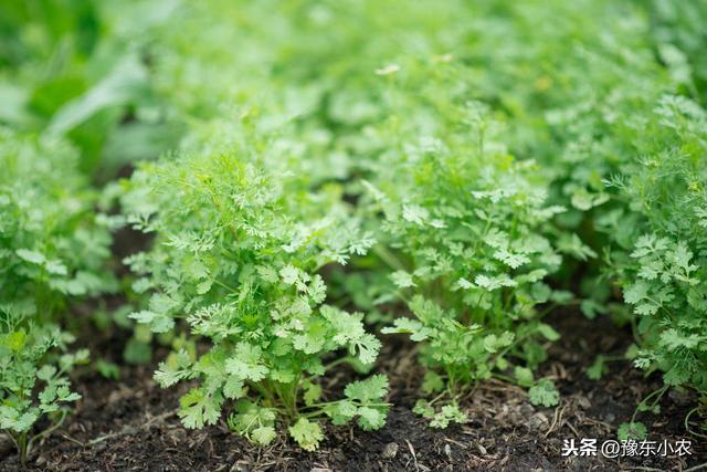 香菜出现黄叶，怎么样才能够科学的防治呢？科学种植和管理是关键