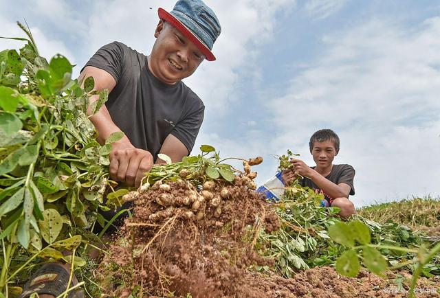 花生种植“烂种”困扰：原因解析与应对策略