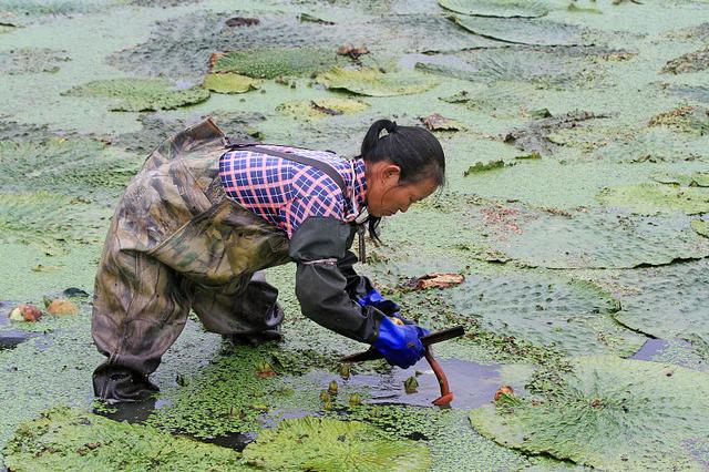 长得像睡莲的“鸡头米”，按这3点种植，长势好、产量高