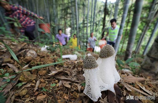 竹荪种植取得高产还真是不容易，但一定有方法，竹荪高产栽培技术