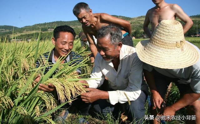 种植水稻巧补硅，前期长势好、后期产量高！水稻硅肥正确使用方法