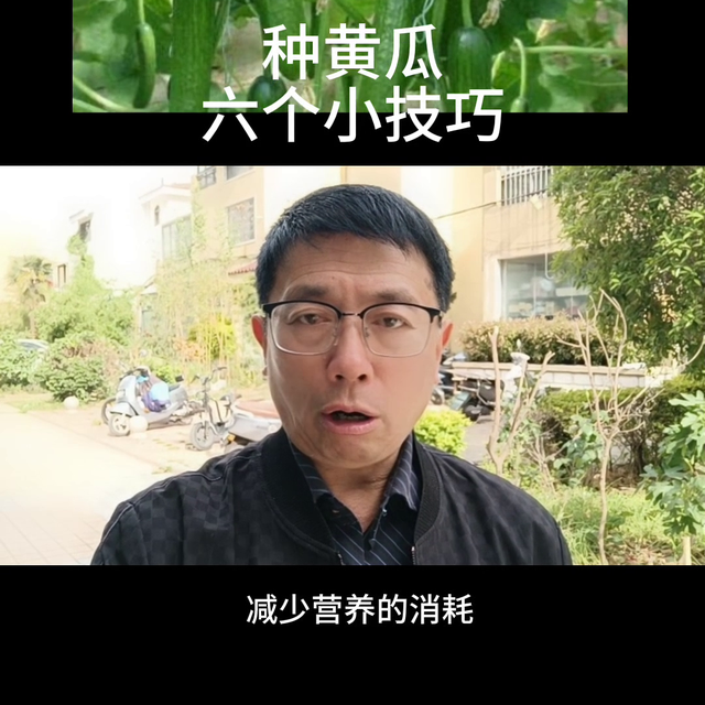 种黄瓜六个小时技巧#小技巧#黄瓜种植@抖音短视频