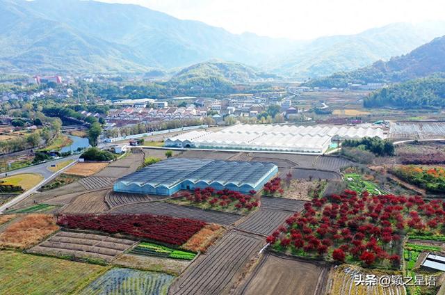 浙东红村，无土栽培“红芯”蔬菜，曾走进亚运食堂