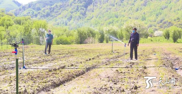 新疆巩留县1万多株人工种植雪莲育苗成功