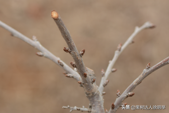 要想管理好大樱桃，这些修剪方法要学会