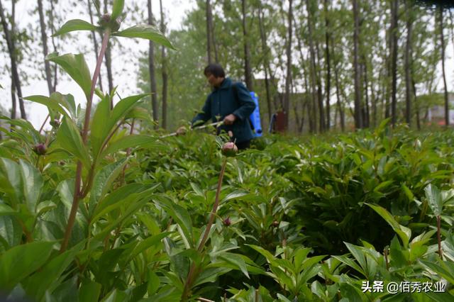 芍药花极具观赏功能，还能制成花茶，为啥农村种植户要摘下扔掉？