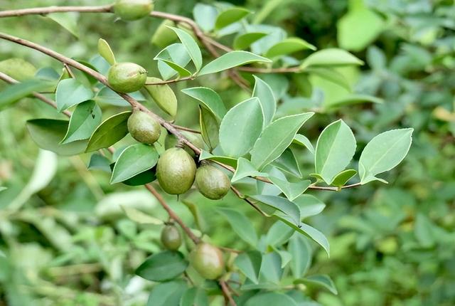 将千亩油茶林打造成为乡村振兴的“绿色银行”