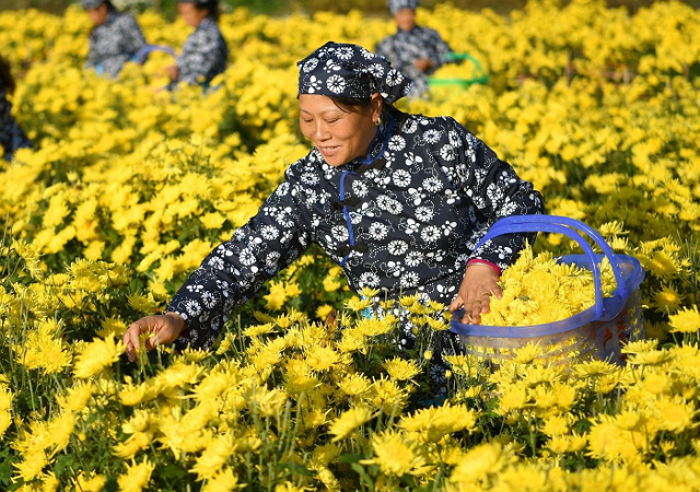 菊花栽种有诀窍！这四大要点你知道吗？种出来菊花千姿百态 ！