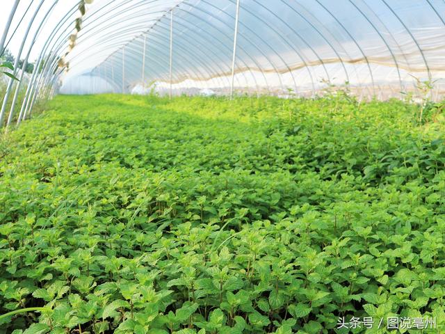 同样种植薄荷，村民亩收入3000元，他收入1.3万元，秘诀在哪里？