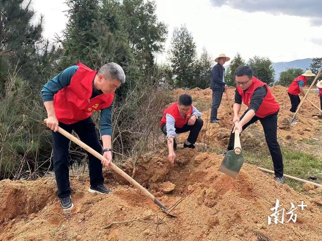 植绿正当时！梅州五华开展义务植树活动，栽种约65000棵树苗