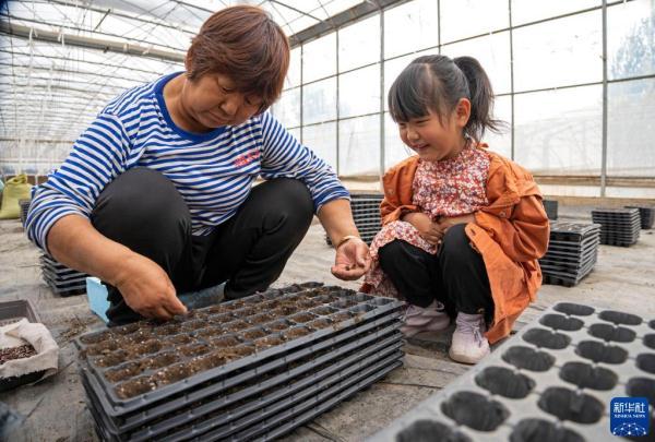 河北永清：发展绿色蔬菜种植 保障京津“菜篮子”供应