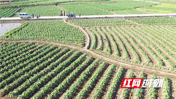 新田：植保无人机助力烟叶生产提质增效