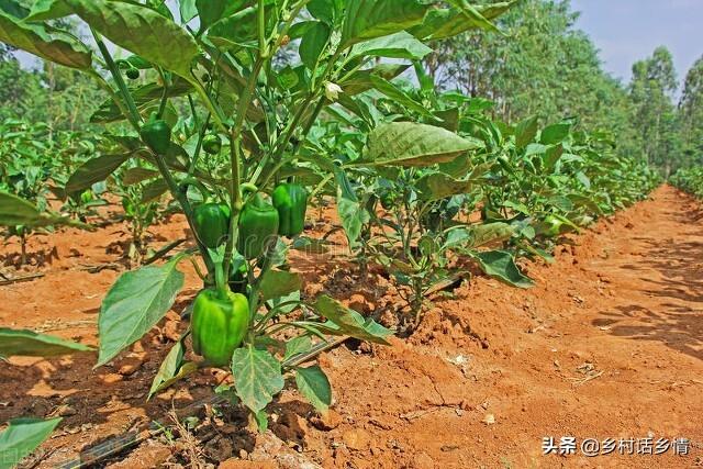 种植辣椒，只需一防一喷，巧治三落，辣椒结得又多又不弯