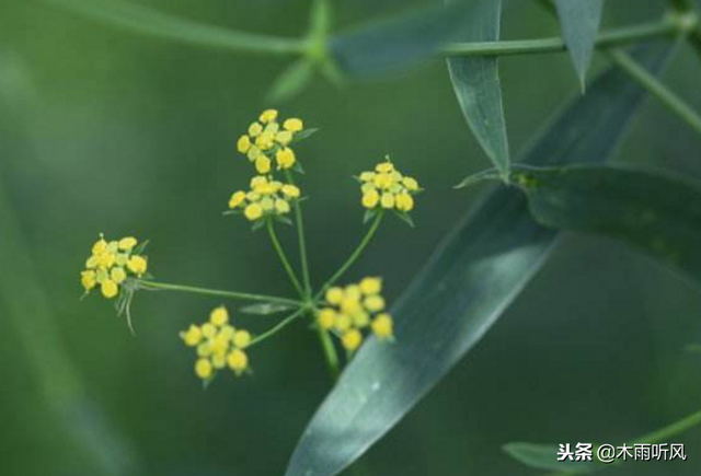 适合冬季种植的中药材，掌握种植规律，提高成活率