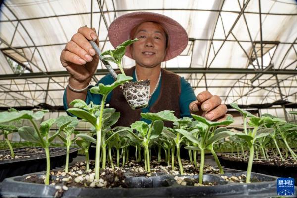 河北永清：发展绿色蔬菜种植 保障京津“菜篮子”供应