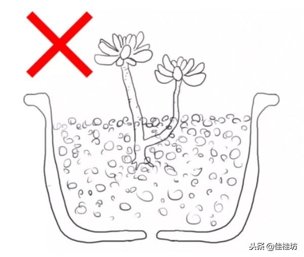 虽然你养了这么久多肉植物，却未必知道网购裸根上盆这样才正确