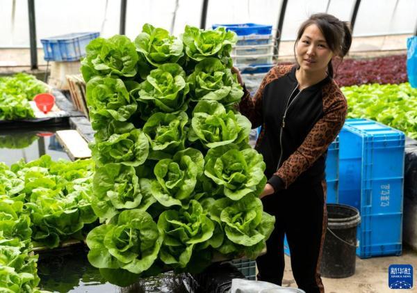 河北永清：发展绿色蔬菜种植 保障京津“菜篮子”供应