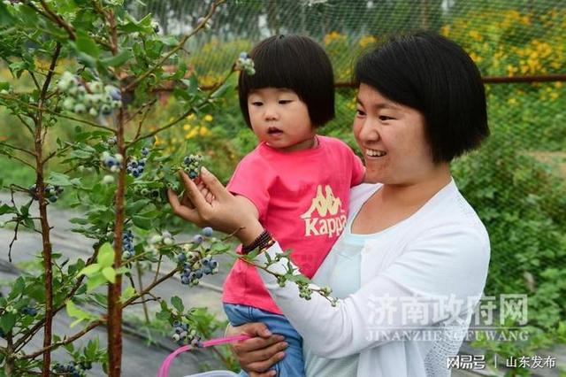 济南市最大的蓝莓种植基地开始采摘了