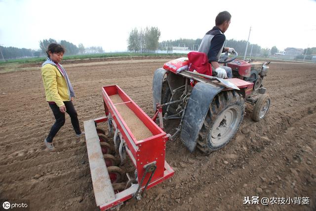 小麦播种学会这8招，出苗快、出苗齐、苗势健壮不用愁