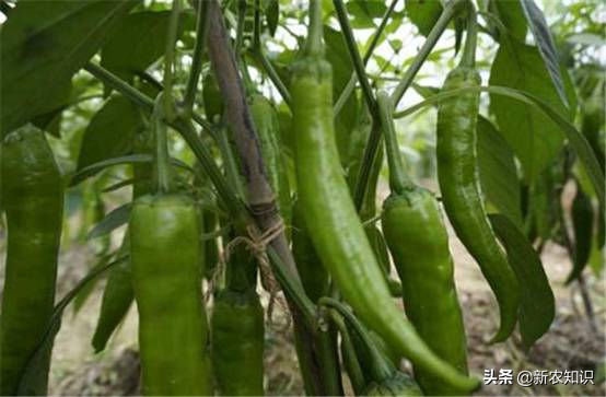 大棚辣椒种植技术与病虫害的防治，学会此方法教你种出好辣椒