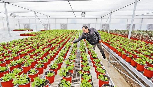 花盆种野菜，好看又好吃，农民一年光毛利就50万！