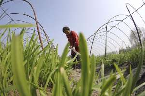 韭菜夏季种植(夏季韭菜要“休息”，做好这五点，秋季韭菜才能又肥又壮)