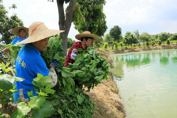 农村这种树叶喂鸡产蛋更多，喂鱼味道更鲜美，可喂猪却越喂越瘦