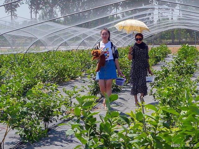 济南市最大的蓝莓种植基地开始采摘了