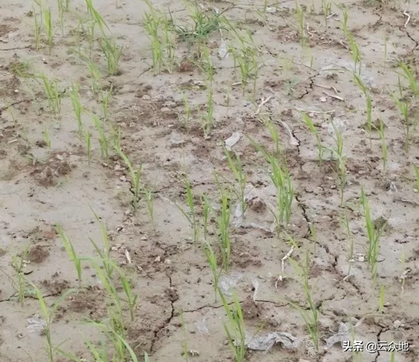 种植旱稻如何科学除草？掌握除草的几个关键点，轻松解决除草问题