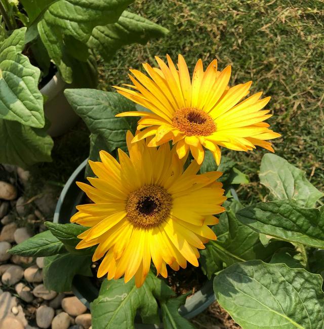 扶郎花也叫非洲菊，扶郎花总是长不好易得病该怎么栽培养护？