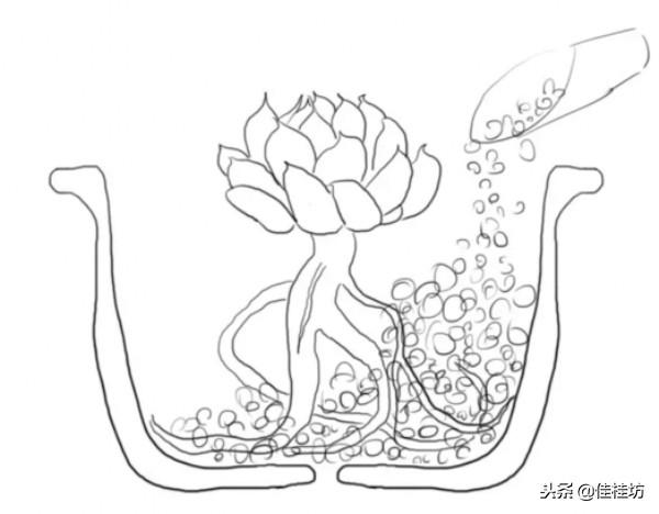 虽然你养了这么久多肉植物，却未必知道网购裸根上盆这样才正确