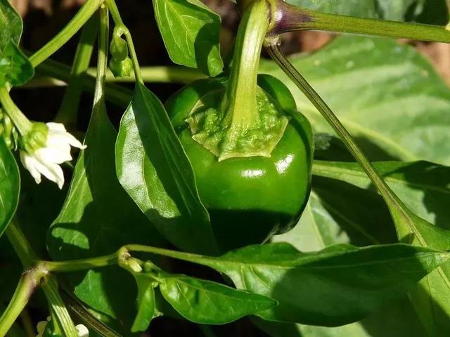 大棚辣椒优质高产种植技术，很全面，建议收藏