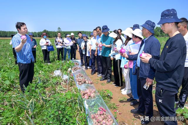 洋葱新品种及全程机械化绿色高效生产技术观摩会在肥乡圆满举行