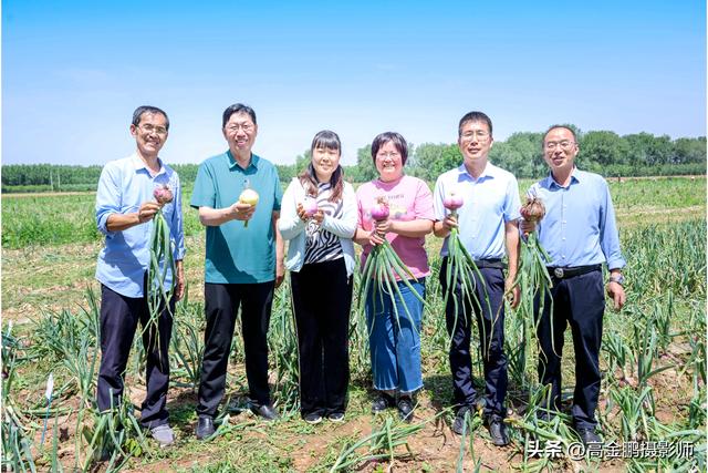 洋葱新品种及全程机械化绿色高效生产技术观摩会在肥乡圆满举行