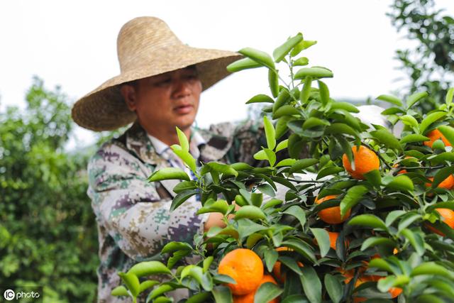 砂糖桔种植技术：砂糖橘种植过程要注意以下两点，大幅度提高产量