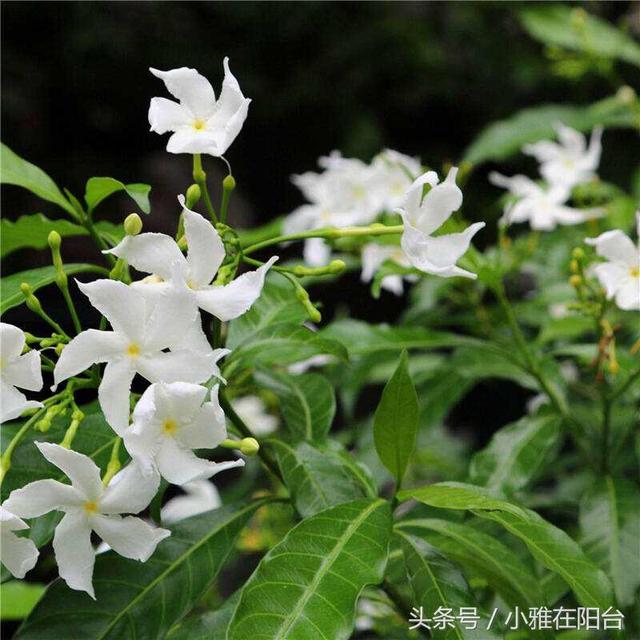 这5种花，种一棵在露台、院子里，遇土即活，耐寒好养，漂亮芳香