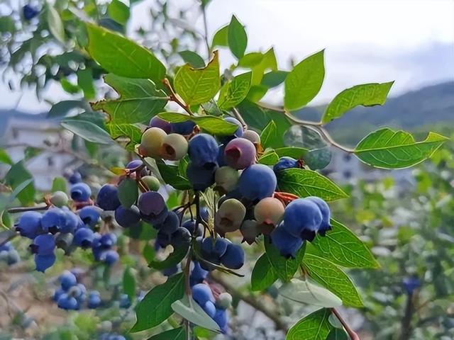 喜欢吃蓝莓，自己在家养，一棵能摘一大筐，好吃又营养