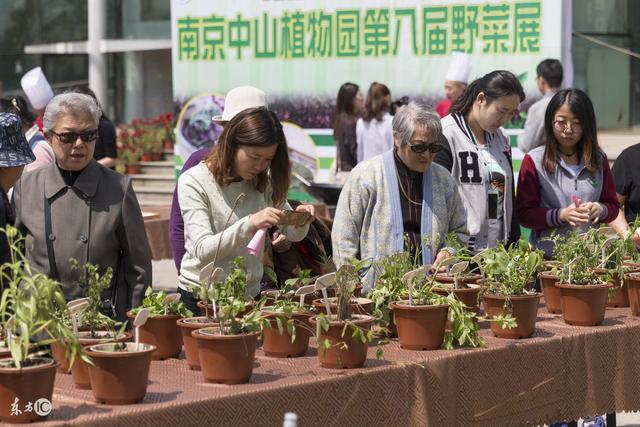 花盆种野菜，好看又好吃，农民一年光毛利就50万！