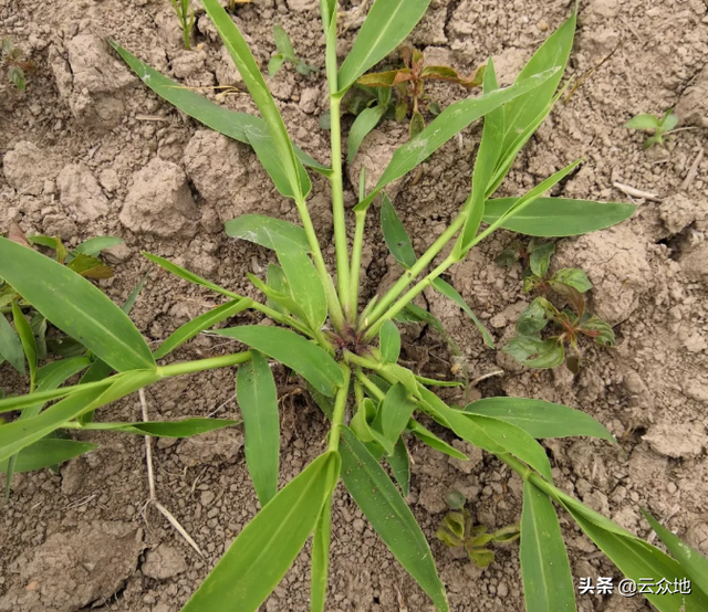 种植旱稻如何科学除草？掌握除草的几个关键点，轻松解决除草问题