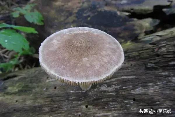 种蘑菇赚钱吗？蘑菇种植的利润与投资成本及前景