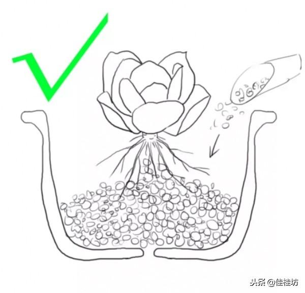 虽然你养了这么久多肉植物，却未必知道网购裸根上盆这样才正确