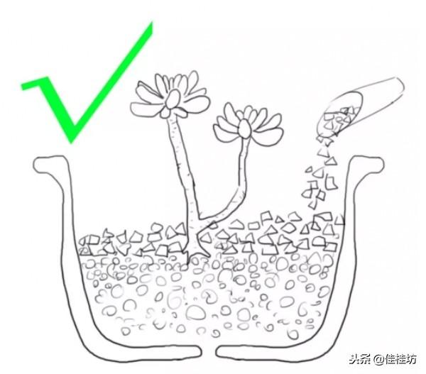 虽然你养了这么久多肉植物，却未必知道网购裸根上盆这样才正确