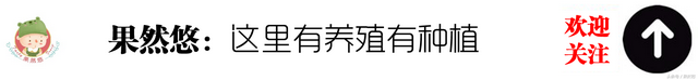 农村这种树叶喂鸡产蛋更多，喂鱼味道更鲜美，可喂猪却越喂越瘦