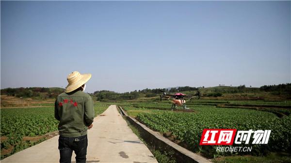 新田：植保无人机助力烟叶生产提质增效