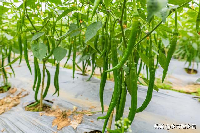 种植辣椒，只需一防一喷，巧治三落，辣椒结得又多又不弯