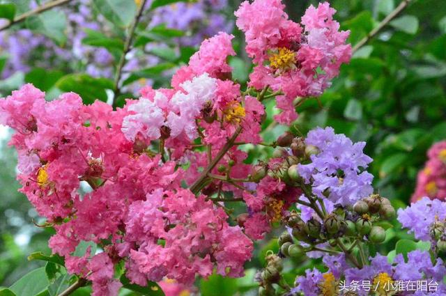 这5种花，种一棵在露台、院子里，遇土即活，耐寒好养，漂亮芳香