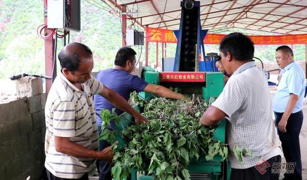 云南楚雄武定：发展构树种植绿了荒山富了民