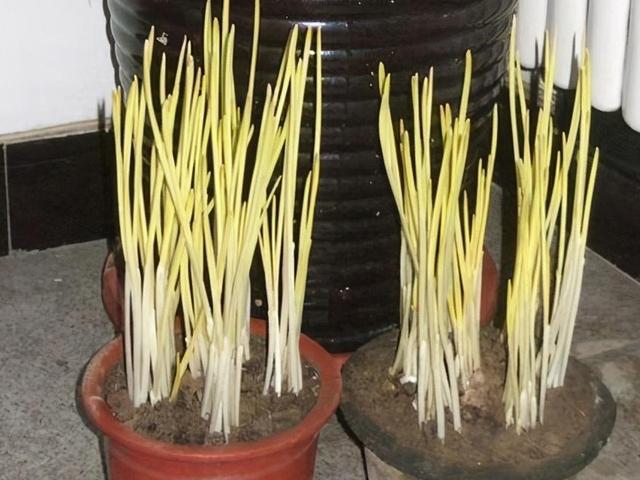 蒜黄的种植方法？做到5个步骤，在家也能种出新鲜的蒜黄